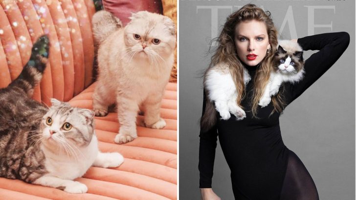 All About Taylor Swift’s Cats: Meet Meredith Grey, Olivia Benson and Benjamin Button