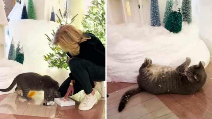 Bidens’ Cat Willow Shows Her Cattitude In Their New Holiday Video