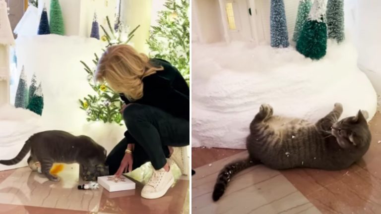 woman and cat in holiday video