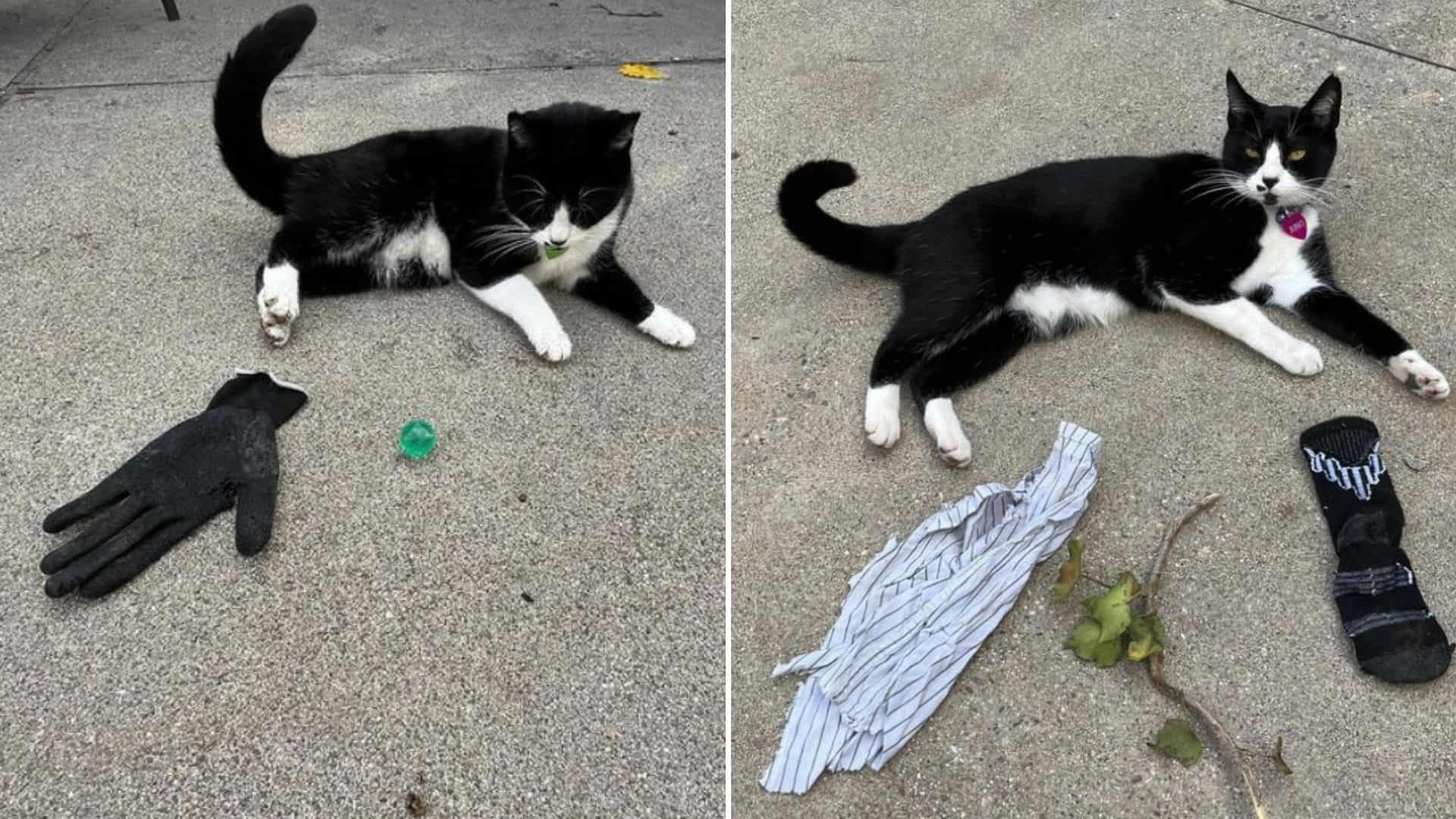 cat lying next to stolen items