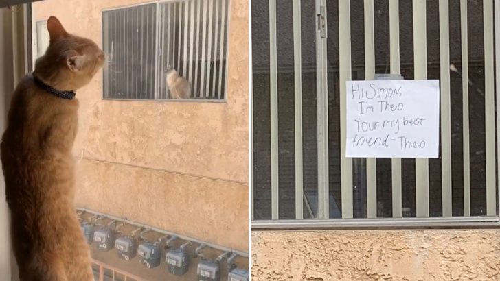 Cat Falls For The Neighbor’s Cat And Her Owner Spots A Message In The Window