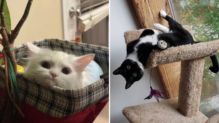 Cat Parents Share 20 Times Their Furry Friends Went Full Goofball
