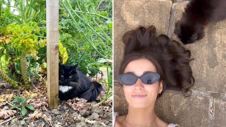 Cat Played Hard To Get For Over Three Years Until This Woman Won Her Over – With Her Hair!
