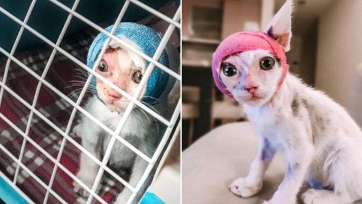 Caring Vet Who Saved Burned Kitten’s Life Can’t Bear To Part With Her