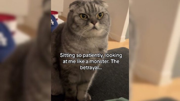 The Look Of Betrayal On This Cat’s Face For Thinking Her Human Is Eating Her Treats Goes Viral