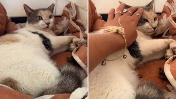 Cat Wakes Up With Complete Paralysis In All Four Legs