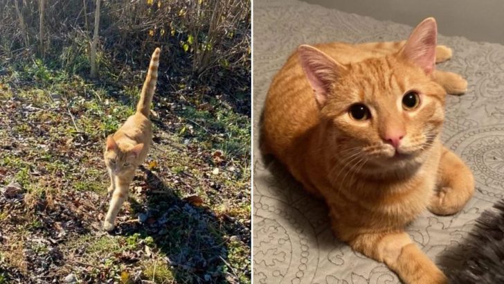 Ohio Rescuer Notices A Stray Cat Hiding In The Bushes And Is Determined To Win His Trust