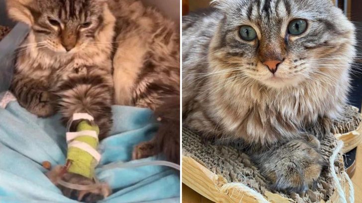 Abandoned Cat With Huge Paws And Even Bigger Heart Finally Learns What True Love Feels Like