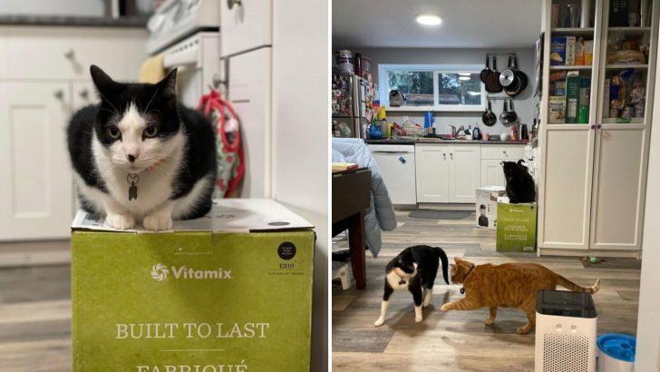Three Cats Turned The Blender Box Into A Feline Throne, Making It Off-limits For Three Weeks