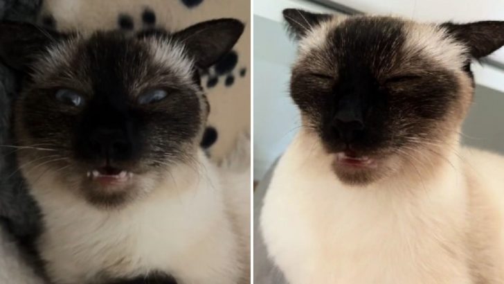 Cat’s Weird Reaction To Being Stroked Has Everyone Thinking The Same Thing