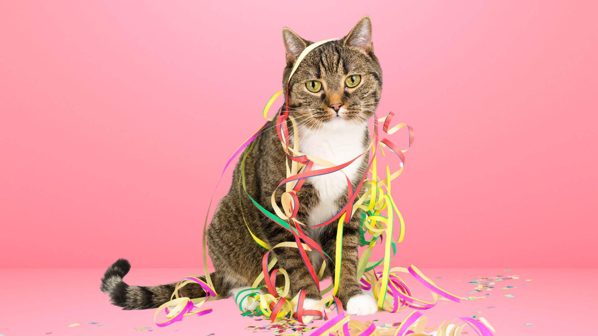 cat covered with colorful confetti