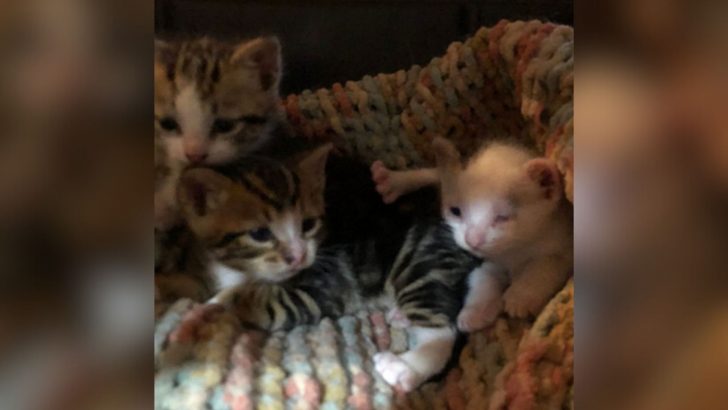 Denver Rescuer Discovers Three Kittens In A Bear’s Den But Something’s Wrong With One Of Them