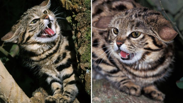 Utah’s Hogle Zoo Feline Newcomer Wins Hearts With Her Petite Size And Fiery Spirit