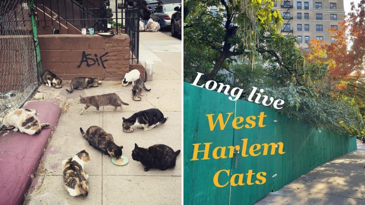 Devoted Woman Caring For West Harlem’s Feral Cat Colony Finds Them A New Home