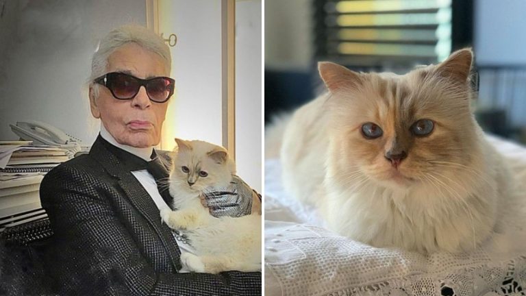 karl lagerfeld and his cat