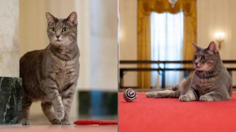 white house first cat