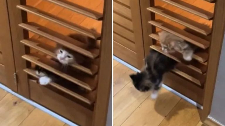 cats slipping through shutter doors