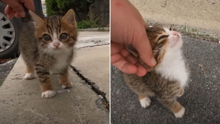 Freezing Kitten Crying For Help Gets Rescued From The Cold Streets