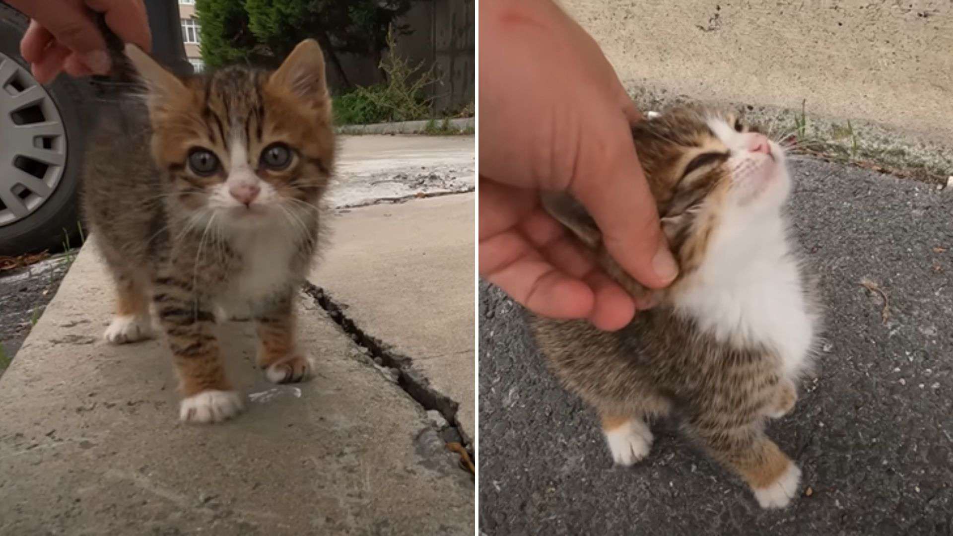 cute kitten and guy