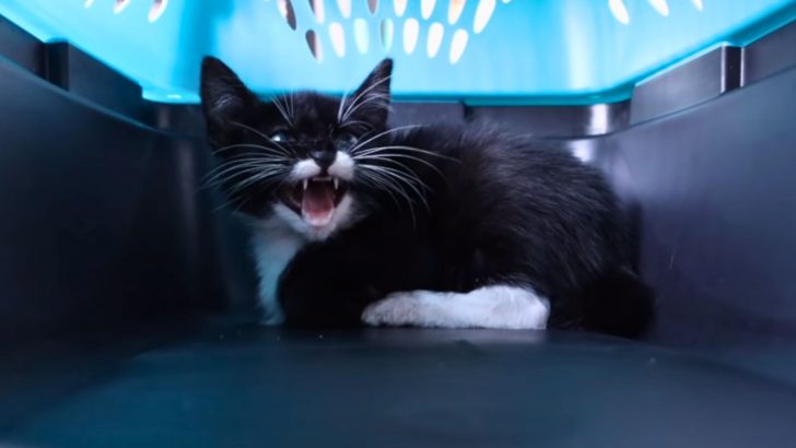 From Hisses To Purrs: 11 Tips On How To Socialize A Feral Kitten