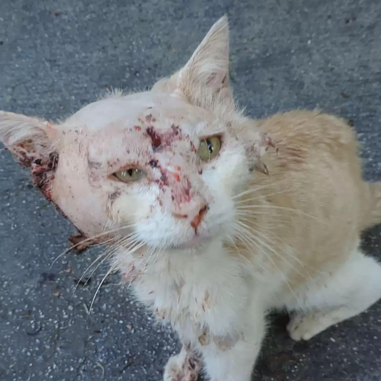 Injured stray cat