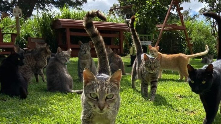 Working In This Cat Sanctuary In Hawaii Is The Dream Job Of Many Cat Lover Out There
