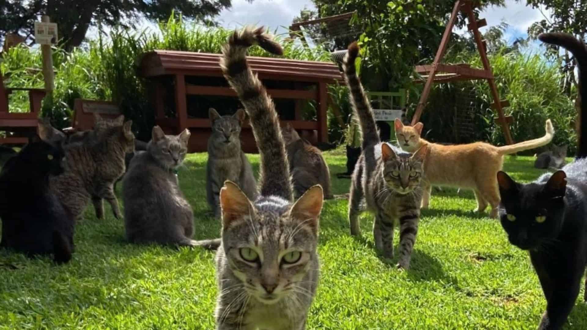 cats in cat sanctuary