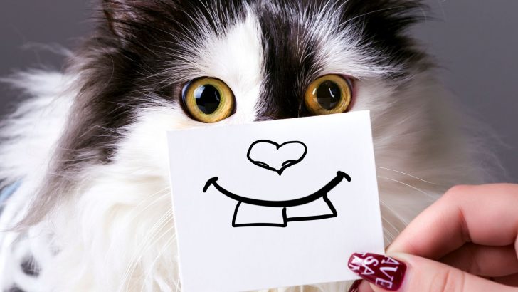 Is Your Cat Smiling? Let’s Decode Your Kitty’s Cheeky Grin
