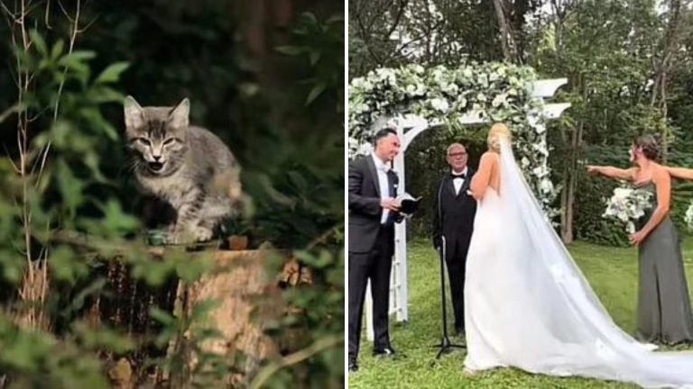 kitten crashes a wedding