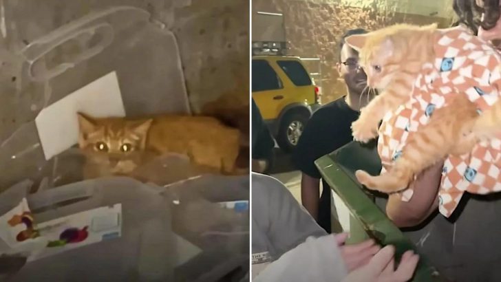 Tiny Kitten Gets Rescued From A Dumpster And Five Seconds Later He Leaves With His New Paw-rents