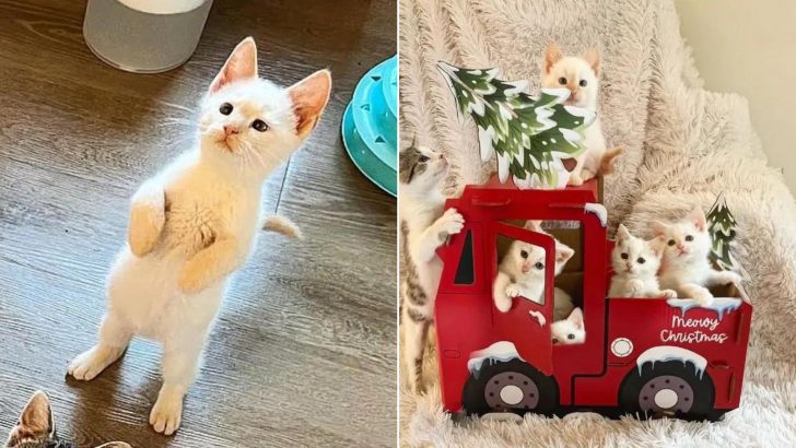 Kitten Found Alone In An Old Car Now Has Siblings To Share The Holiday Joy