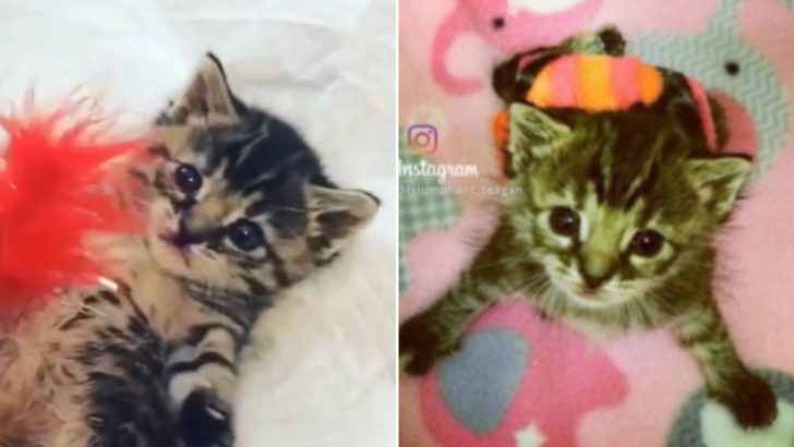 Kitten With Rare Congenital Disorder Inspires Woman To Save Other Kittens’ Lives