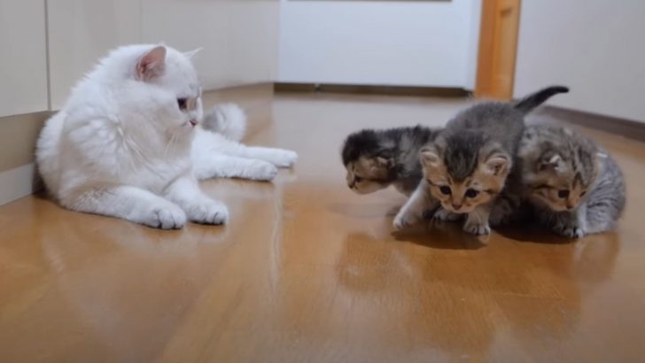 Kittens Approach Their Daddy Cat To Play For Very The First Time