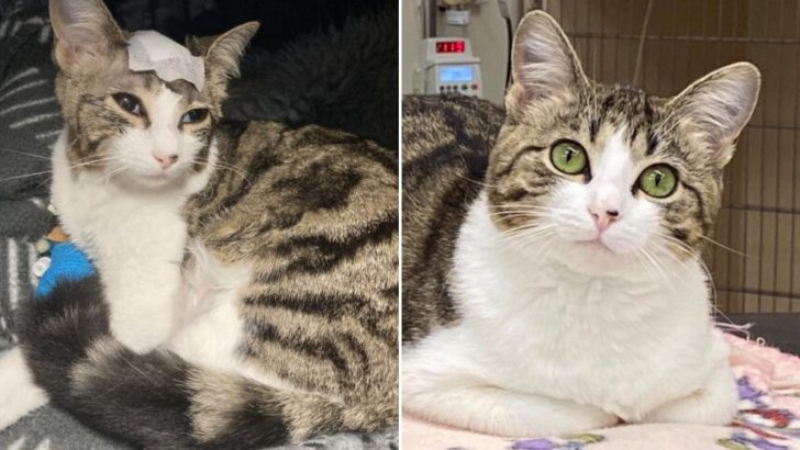 Heroic Cat Survives A Challenging Brain Surgery And Wins Over The Entire Clinic Staff