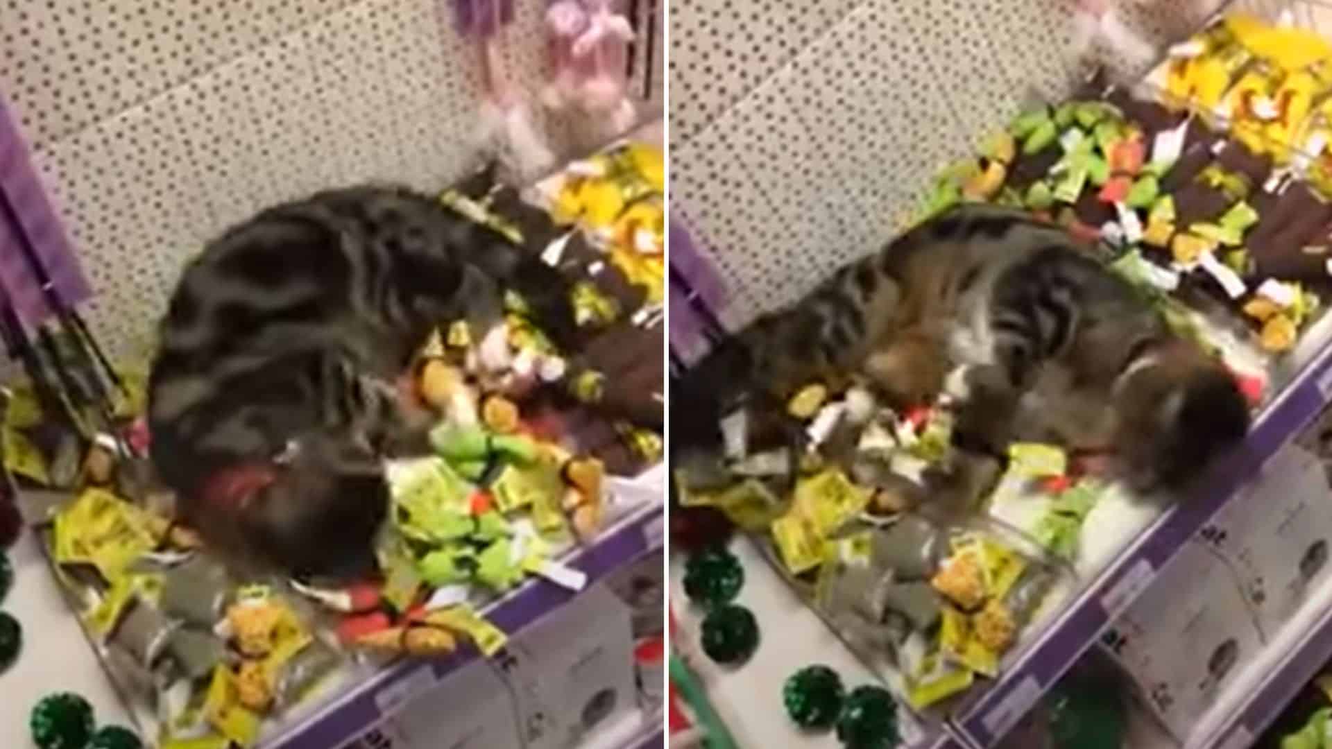 cat rolling in the catnip products
