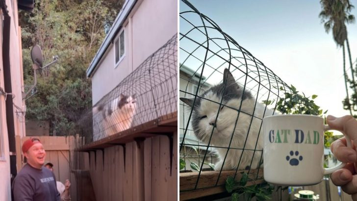 Man Builds A Catwalk So His Cat Can Safely Enjoy The Outdoors