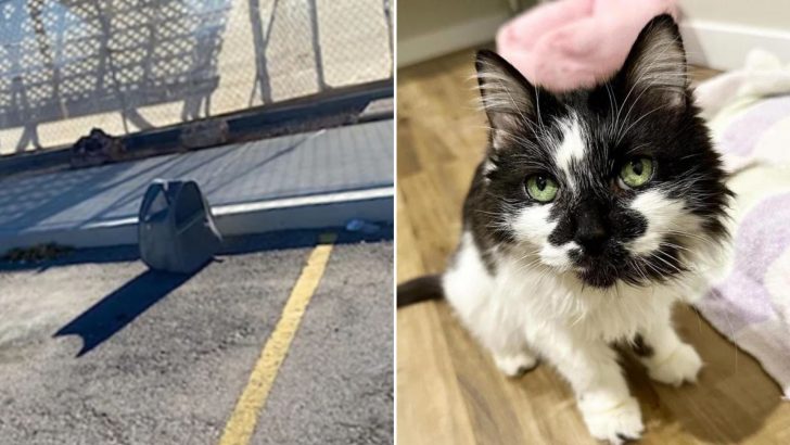 Man Notices A Pet Bag With A Cat Inside Abandoned In A Parking Spot