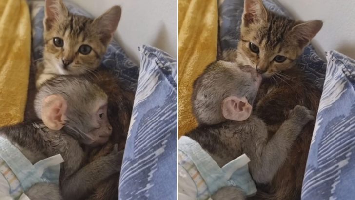 Marble The Rescue Kitten Provides Tender Care To An Orphaned Monkey In Need