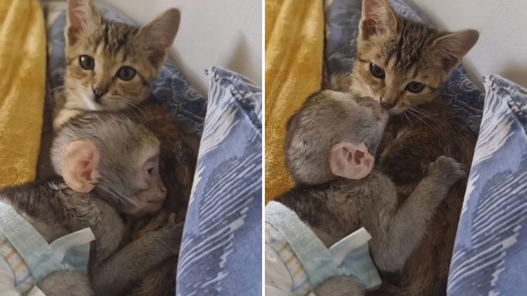 kitten with monkey