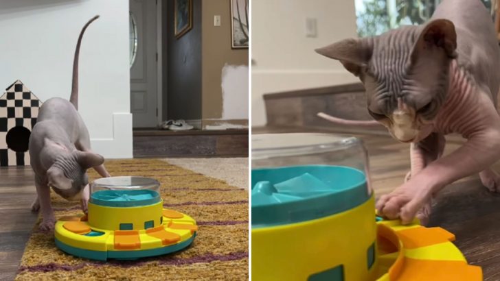 Marshal “The Puzzle Master” Conquers Every Food Puzzle His Owner Gives Him