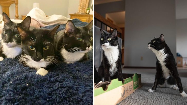 Meet The Tippy Tuxies, A Wobbly Cat Trio Living Their Life To The Fullest