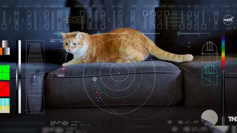 orange cat chasing laser