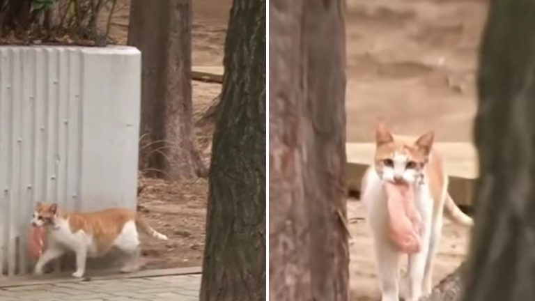 cat carrying a piece of chicken