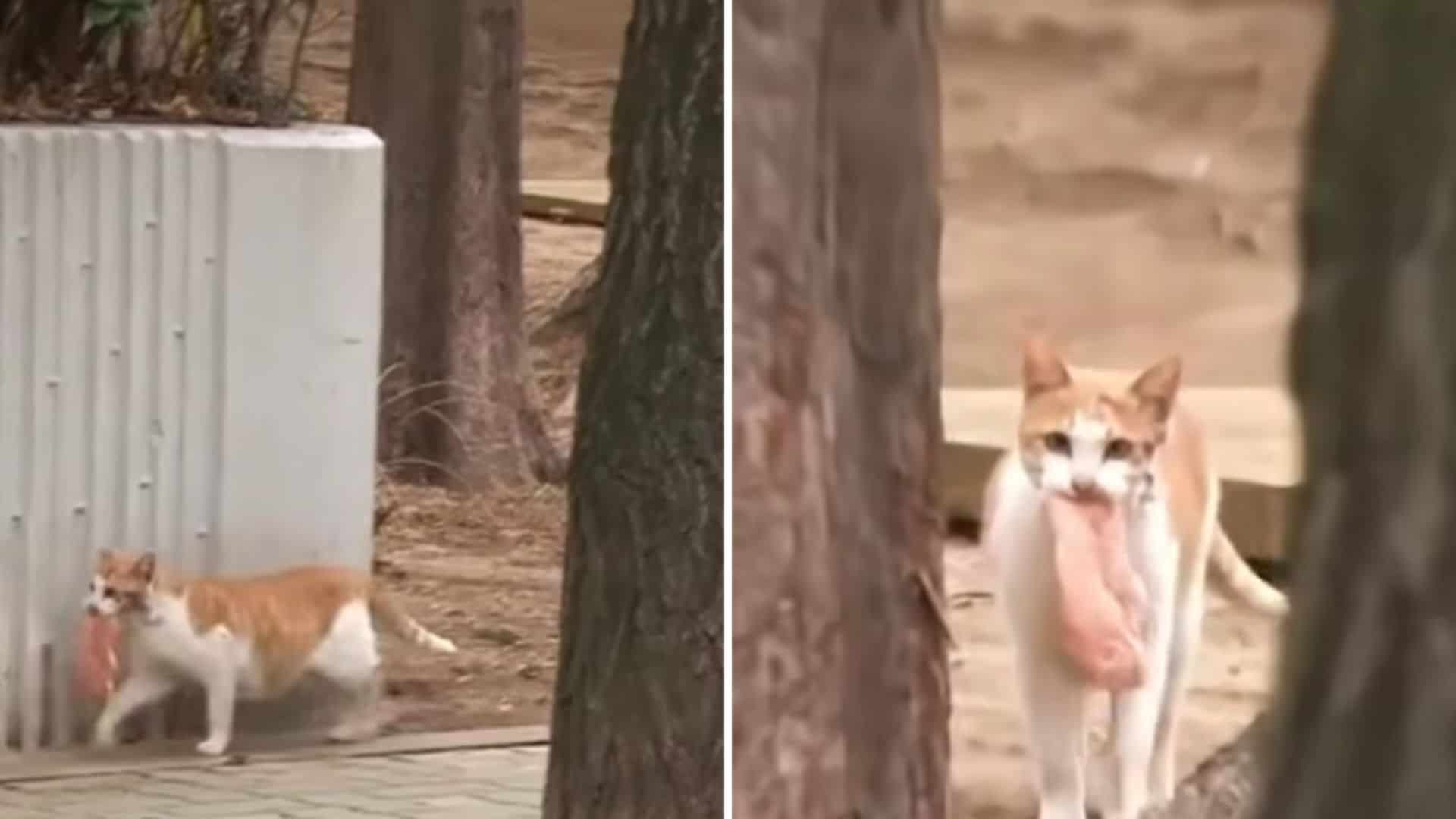 cat carrying a piece of chicken