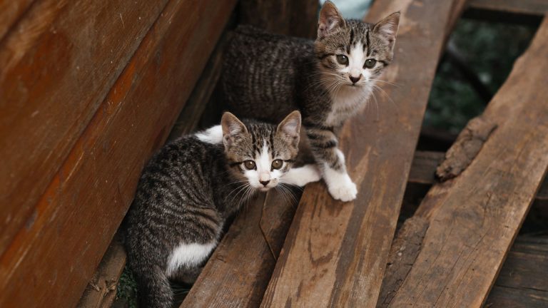 two domestic cats