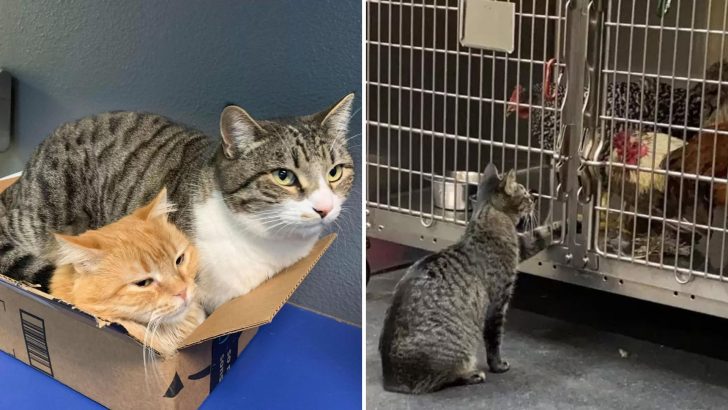 Cat With A Seriously Mangled Tail Becomes A Caregiver At The Animal Hospital And Here’s Why