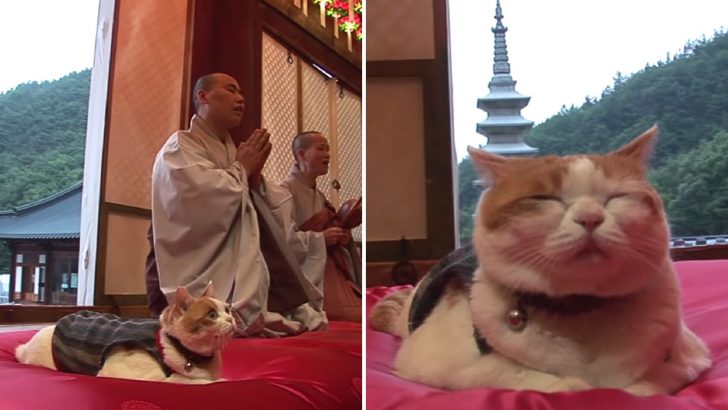Rescued Cat Becomes A Buddhist Monk And Refuses To Eat Meat