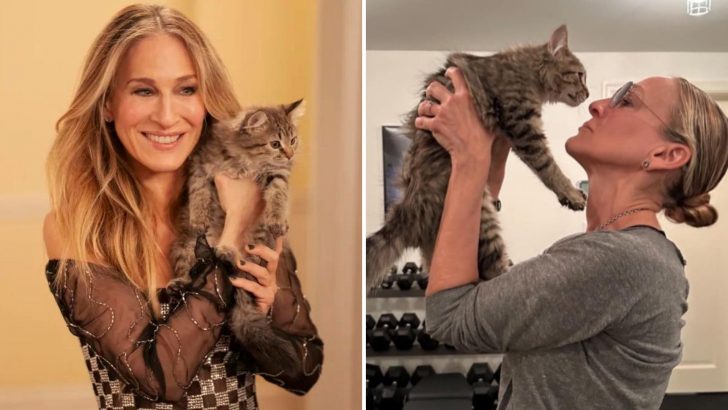 “And Just Like That” Star Adopts Beloved Cat Featured In Season 2