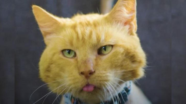 Scruffy Shelter Cat Completely Transforms And Gets A Chance Of A Lifetime
