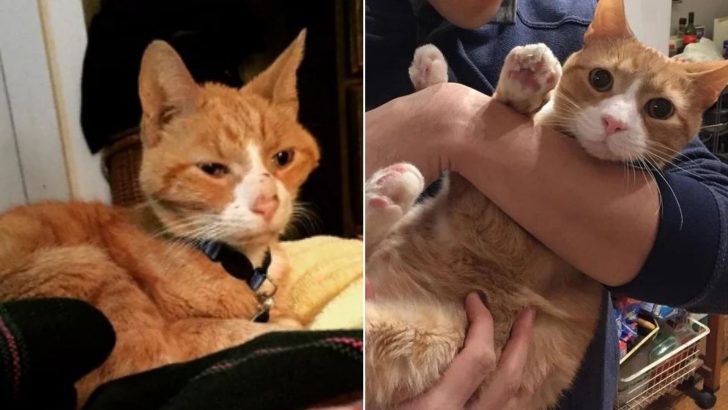 Kind Woman Saves This Starving Ginger Cat From Being Euthanized And Completely Transforms His Life